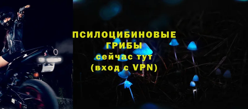 Галлюциногенные грибы прущие грибы  где продают   Агрыз 